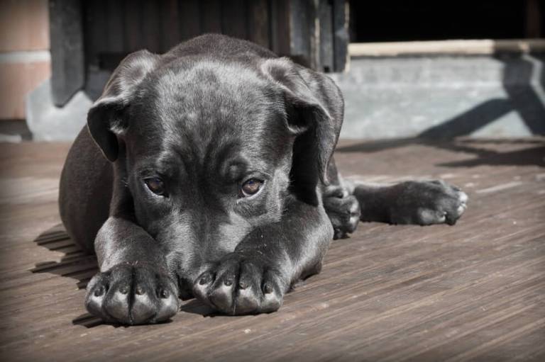 Hallan los cambios epigenéticos detrás del síndrome de domesticación de los animales
