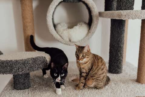 Cosas que los gatos aman hacer con sus dueños
