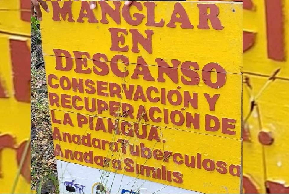 La asociación de pingüeras ha establecido zonas de vedas espaciales por temporadas para evitar la sobreexplotación de la concha, favorecer la reproducción del molusco y facilitar que las zonas de manglar en descanso tengan “un respiro”.