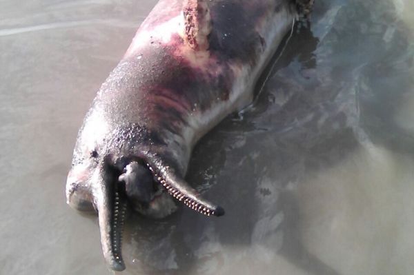 Fiscalía abrió investigación por caza ilegal de delfines rosados en el río Meta