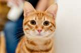 Datos y cosas que debe saber sobre los gatos