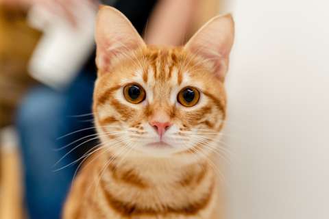 Datos y cosas que debe saber sobre los gatos