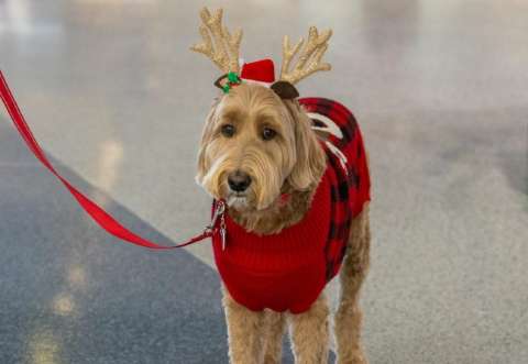Perros de terapia alivian el estrés navideño en Aeropuerto de Houston