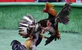 Las peleas de gallos en Colombia, un espectáculo atrapado en el tiempo