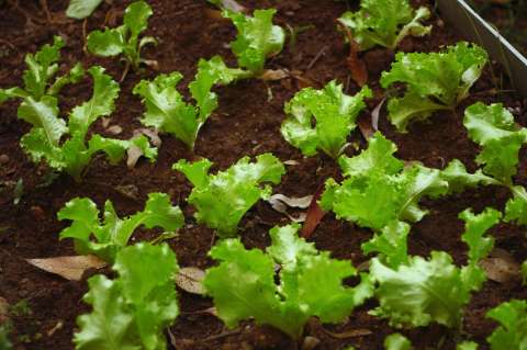 Lechuga crespa o rizada: ¿cómo sembrarla en casa?