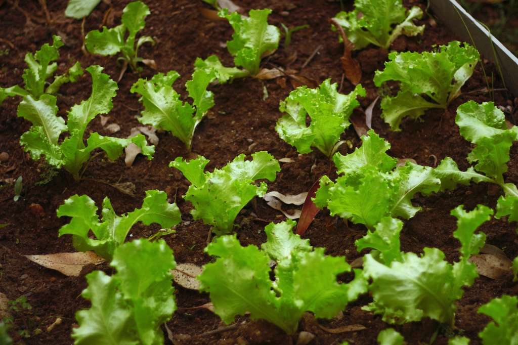 Cultivo de lechuga