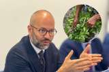 “La erradicación sigue siendo una herramienta contemplada”: director de Política de Drogas