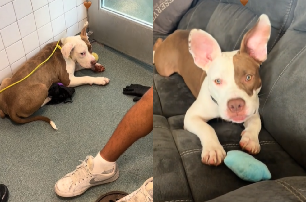 La transformación de un cachorro que estaba a punto de perder la vida