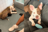 (Video) La transformación de un cachorro que estaba a punto de perder la vida