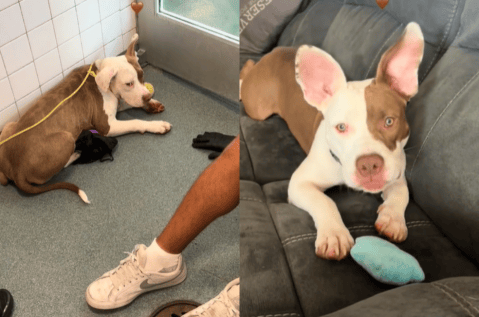 (Video) La transformación de un cachorro que estaba a punto de perder la vida