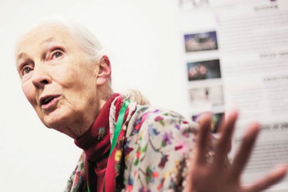 Jane Goodall visitó Bogotá para participar en un festival de documentales ambientales. / Óscar Pérez - El Espectador 