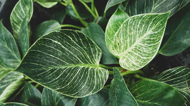Philodendron 'Birkin'.