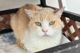 Nata, la gata tímida de un refugio que encontró familia gracias a un video viral