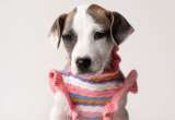 Pastel tiene tres meses y no conoce un hogar pero aún está a tiempo: así puede adoptarla