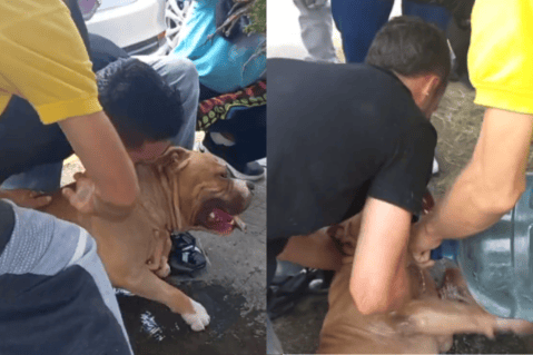 Perro fue abandonado en un carro en Medellín: personas lo ayudaron antes de que se ahogara