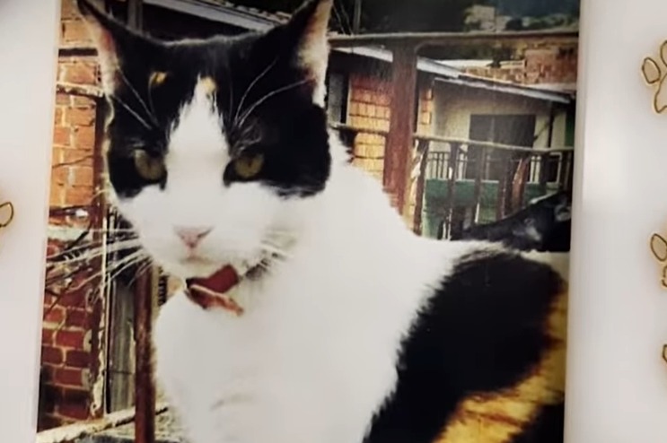 Lady Tabares despide a Manchas, la gata que le salvó la vida hace 19 años
