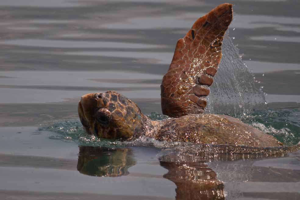 Las tortugas bobas (‘Caretta caretta’) habitan los océanos Atlántico, Pacífico e Índico, así como el mar Mediterráneo. / Nataša Stuper - Flickr