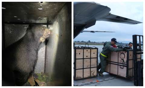 Fuerza Aérea traslada dos osos de anteojos para asegurar su supervivencia