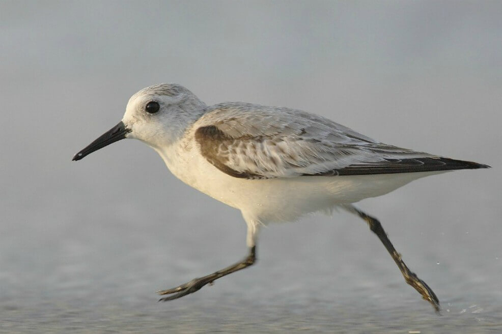 La "Calidris alba" es una de las especies que han disminuido debido a la pérdida de su hábitat. / Wikimedia – creative commons