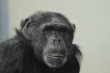 Psicólogo evolutivo asegura que hace 100 años nació un híbrido entre humano y chimpancé
