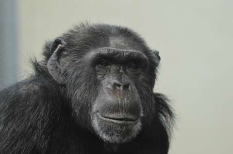 Psicólogo evolutivo asegura que hace 100 años nació un híbrido entre humano y chimpancé