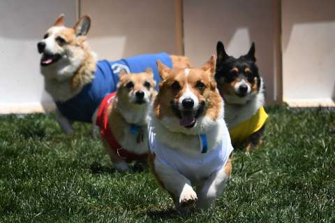 En imágenes: La tierna competencia de perros Corgi en EE.UU.