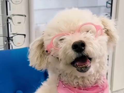 ¿Gafas para perros? Así fue que Candy dejó de tropezar y su vida tuvo otro color
