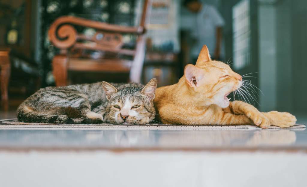 Mascotas
