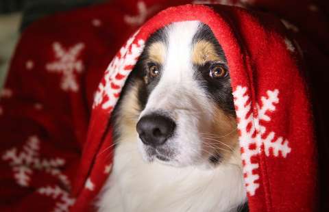 Lanzan concurso de cuentos infantiles para promover la protección de los animales en Navidad