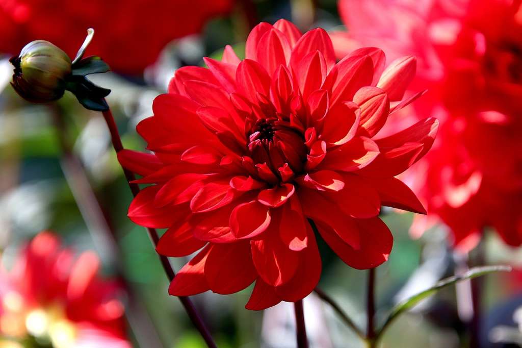 Estas son unas buenas alternativas para quienes desean decorar su hogar con plantas
