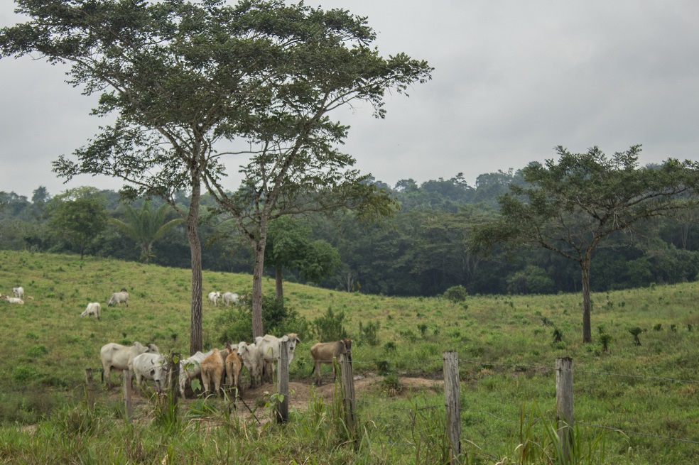 La ganadería ilegal es usada como una forma de adueñarse de grandes extensiones del parque Tinigua.Foto: María Jimena Neira Niño.Incertidumbre e inseguridadHace unos años Clara*, funcionaria de PNN que prefirió mantener su nombre en reserva, ingresó a trabajar en el Área de Manejo Especial de la Macarena (AMEM), zona que regula las actividades humanas para mantener la estabilidad ecológica y reúne a los parques Macarena, Tinigua y Picachos, además del Sumapaz. Recuerda que después de finalizado el conflicto con las Farc se percibía un ambiente de esperanza, en el que iniciaban charlas con las comunidades al interior del parque Tinigua —territorio de 214 361 hectáreas, consolidado como parque en 1989— y las instituciones empezaban a conocer la biodiversidad de una zona que estuvo vetada por años para los investigadores por causa de la guerra.