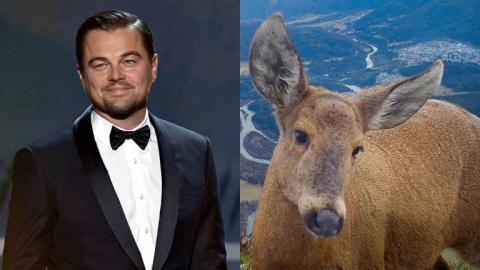 El llamado de Leonardo DiCaprio para salvar al huemul, animal en peligro de extinción