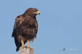La guerra de Ucrania altera la migración de una especie de águila