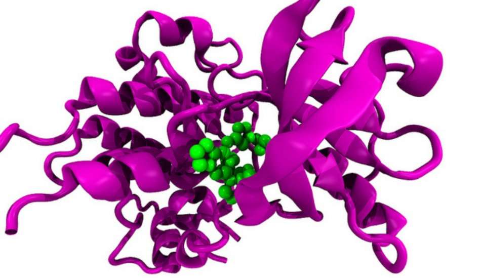 El receptor para el factor de crecimiento insulínico tipo 1 es uno de los 100.000 tipos de proteínas de nuestro cuerpo. / Flickr / Enzymlogic