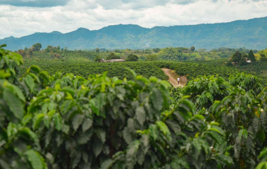 Cambio climático, pobreza rural y escaso interés de jóvenes hacia el campo son algunas de las amenazas hacen dudar el porvenir del café colombiano.