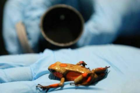 Ranas decomisadas en Bogotá regresaron al Pacífico con ayuda de científicos colombianos