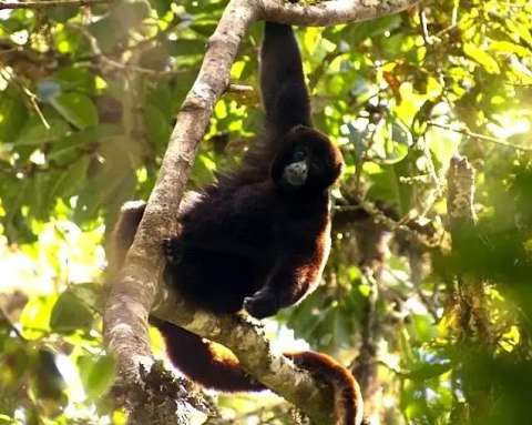 La lucha por salvar a uno de los monos más amenazados de la Amazonia
