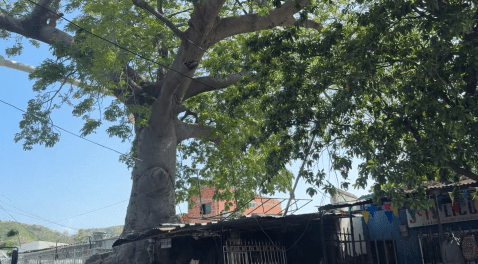 Juez ordenó talar centenaria bonga en Santa Marta; hay polémica