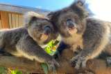 Sacrifican al koala más viejo de un zoológico de Australia: “fue lo correcto”