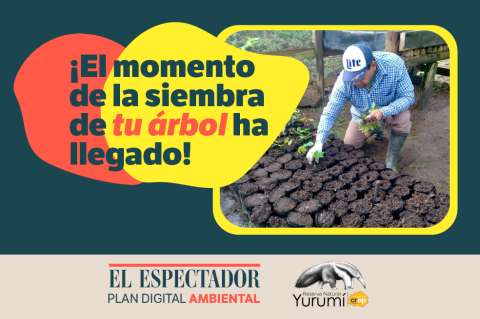 Bosque El Espectador: sigue el proceso de siembra de tu árbol