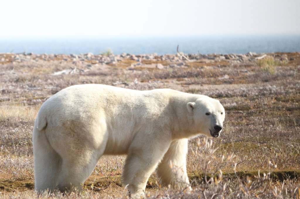 BAHÍA DE HUDSON (CANADÁ), 13/12/2024.- Vista de un ejemplar de oso polar (Ursus maritimus) en tierra en la región occidental de la bahía de Hudson, Canadá. Los osos polares son animales del hielo marino, pero los veranos árticos cada vez más largos les obligarán a pasar más tiempo en tierra firme, donde es poco probable que puedan adaptarse a vivir durante largos períodos e incluso correrán el riesgo de morir de inanición. Un estudio que publica este martes Nature Communications siguió a 20 ejemplares, con collares con cámaras y GPS, durante tres semanas en tierra, en la región occidental de la bahía de Hudson (Canadá), donde el calentamiento del clima está afectando probablemente a los osos a un ritmo más rápido que en otras regiones ártica. EFE/ Universidad Estatal de Washington/ David McGeachy SOLO USO EDITORIAL/ SOLO USO PERMITIDO PARA ILUSTRAR LA NOTICIA QUE ACOMPAÑA/ (CRÉDITO OBLIGATORIO)