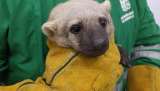 Rescatan un ejemplar de tayra, exótico animal, que poseía un habitante en Bogotá