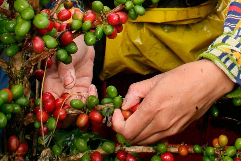 Los cafeteros son el principal sector agropecuario del país.