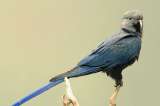 Estas son las aves que no volveremos a ver. Acaban de declararlas extintas