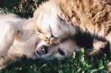 Recogen ayudas para alimentar perros y gatos durante la cuarentena en Bogotá