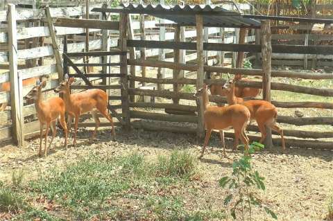 Veintitrés venados de cola blanca que estaban en cautiverio fueron rescatados en Antioquia