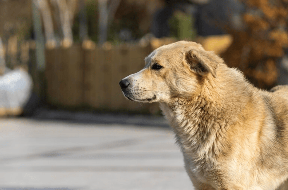 Perros callejeros en Turquía