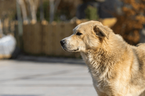Gestión Social X Bogotá: compromiso real con la comunidad y los animales
