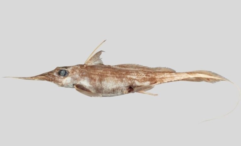 Así luce una nueva especie de tiburón fantasma descubierta en el Océano Pacífico