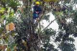 Magnolios colombianos, árboles primitivos en riesgo de desaparecer